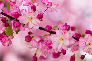 A branch of spring blossoms on a tree at Schramm State Recreation Area. - Nebraska Flower Photograph