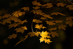 At Arbor Day Lodge State Park in Nebraska City, oak leaves, golden from the advance of autumn, reach for the last bit of evening light. - Nebraska Photograph