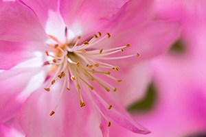 A blossom blooms while the afternoon sun shines through the petals at Schramm State Recreation Area. - Nebraska Flower Photograph