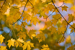 From a branch of autumn leaves, a patten of fall leaves display their warm, inviting colors. - Nebraska Photograph