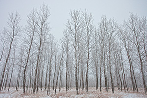 Hoarfrost creates a silvery outline on the branches of cottonwoods at Boyer Chute National Wildlife Refuge, Nebraska. - Nebraska Photograph