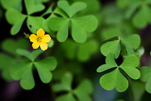 A single chartreuse yellow flower blooms among the clover. - Nebraska Photograph