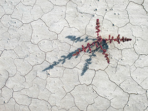 A plant casts a long shadow across the dry, cracked earth on an early autumn morning. - South Dakota Photograph