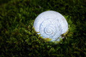 A small snail shell rests on the bottom of the forest captured by the surrounding growth. - Nebraska Photograph