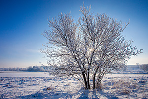 On a frigid day a couple of years ago, fog hung over eastern Nebraska. When it left all the trees and grass were beautifully crystalized with hoarfrost. - Nebraska Landscape Photograph