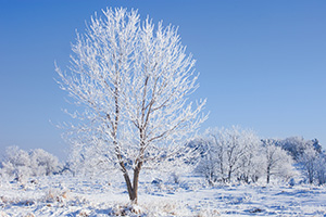 The trees are outlined with a layer of frost throughout Chalco Hills Recreation Area in eastern Nebraska on a frigid February morning. - Nebraska Photograph