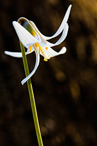 A White Fawn Lily sprouts quietly from the forest floor at Platte River State Park. - Nebraska Photograph
