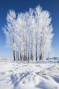 Hoarfrost clings to a stand of cottonwoods at Chalco Hills Recreation Area on a cold February morning. - Nebraska Photograph