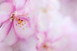 A single bloom amongst hundreds, briefly bursts forth on a tree in Nebraska. - Nebraska Flower Photograph