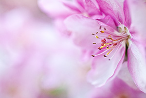 A single bloom amongst hundreds, briefly bursts forth on a tree in Nebraska. - Nebraska Flower Photograph