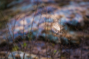 Near King's Bluff in the Ozark National Park, a white spiderweb is accentuated against a colorful background.<p>This image was the Photo Friday image on the 'Traveling the Journey of Light' Photoblog on May 14, 2010.  <a href='http://blog.journeyoflight.com/2010/05/14/photo-friday-walking-in-the-spiderweb/' target=_blank>Click Here To See the Post</a> - Arkansas Photograph