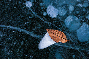 A lone leaf is caught on the icy surface of Lake Wehrspann at Chalco Hills, Nebraska. - Nebraska Close-Up Photograph