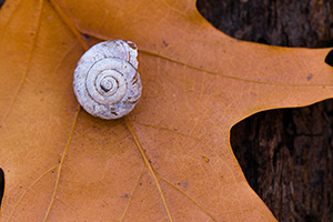 A snail shell rests on a leaf at the bottom of the forest at Fontenelle Forest in eastern Nebraska. - Nebraska Close-Up Photograph