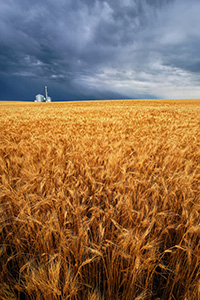 On a warm summer evening, storm clouds gather over a field of wheat in eastern Nebraska. - Nebraska Photograph