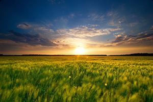 Taken right before sunset on a wheatfield in DeSoto Bend National Wildlife Refuge. - Nebraska Photograph