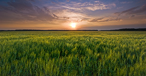 The natural beauty of an endless field of wheat glowing with a golden yello as the sun touches the distant horizon at DeSoto National Wildlife Refuge.   - Nebraska Photograph