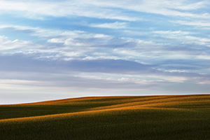On an August morning, sunlight graces the top of a corn field in northwestern Nebraska. - Nebraska Photograph