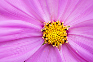 A bloom from the wildflower garden at Ponca State Park northeastern Nebraska. - Nebraska Flower Photograph