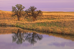 Here, two trees stood for an eternity, alone on a vast empty prairie yet they remain together. For me, this photograph evokes a calming feeling, one of togetherness and companionship. Two united against the elements and time. - Nebraska Photograph