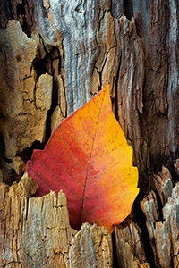 A leaf turned yellow and red in the autumn season is nestled in a old tree stump at DeSoto National Wildlife Refuge in eastern Nebraska.  It almost looked as though a flame was creeping up the side of the old wood. - Nebraska Nature Photograph