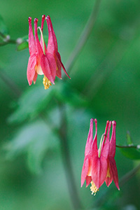 A Columbine blooms at Ponca State Park northeastern Nebraska. - Nebraska Flower Photograph