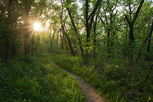 The setting sun shines through the trees at Platte River State Park. - Nebraska Photograph