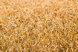 Grass in a prairie at DeSoto National Wildlife Refuge glows amber in the morning sun on a cool autumn morning. - Nebraska Nature Photograph