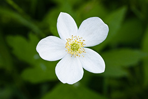 This white wild rose blooms in late spring in DeSoto National Wildlife Refuge. - Nebraska Photograph