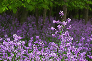 Purple engulfs everything on the forest floor near Schramm State Recreation Area. - Nebraska Photograph