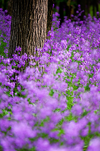 At Schramm, a fragrant, colorful and invasive Dames Rocket grow across the forest floor. - Nebraska Photograph