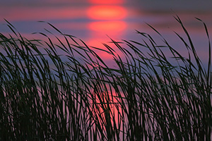 Along the marsh reeds and grass gently rustle in a quiet breeze.  The sun, an orange globe in the sky due to atmospheric haze, is reflected in the marsh at Jack Sinn Wildlife Refuge in eastern Nebraska. - Nebraska Photograph