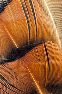 Pheasant feathers glow in the afternoon sun at Niobrara State Park, Nebraska. - Nebraska Photograph