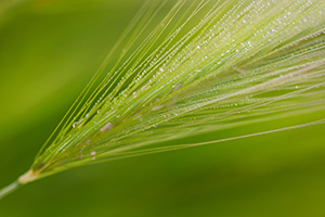 A foxtail in a field is covered with drops of dew in the early morning Theodore Roosevelt National Park. - North Dakota Photograph