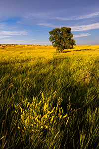A field of clover reaches across the Badlands covering the landscape with an intense yellow hue. - South Dakota Landscape Photograph