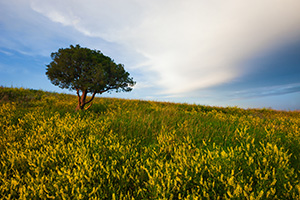 On a warm summer evening the warm sun illuminats a single tree on the plains surrounding by an intense patch of wild clover.  The clouds of an approaching storm hover in the distance. - South Dakota Landscape Photograph