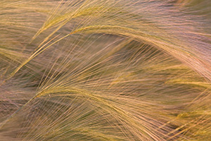 An intimate photograph of a group of foxtails. - Nebraska Photograph