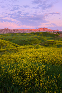 On a summer morn the warm sun begins to illuminate the rugged crags of the Badlands in Southwestern South Dakota while wild clover blooms with bright yellow in the valleys. - South Dakota Landscape Photograph