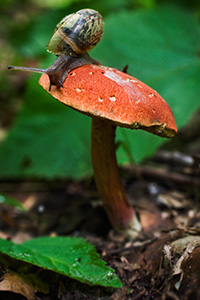 A small snail climbs across a mushroom after a wet spring at Schramm State Recreation Area in eastern Nebraska. - Nebraska Photograph