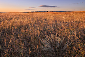 At Wind Cave National Park in South Dakota prairie grass as far as the eye can see glows from the early morning sun. - South Dakota Photograph