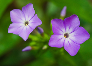 Two purple flowers bloom together on the forest floor at Schramm State Recreation Area in Eastern Nebraska. - Nebraska Photograph