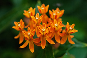 A butterfly milkweed blooms in late August at the OPPD Arboretum in Omaha, Nebraska. - Nebraska Photograph