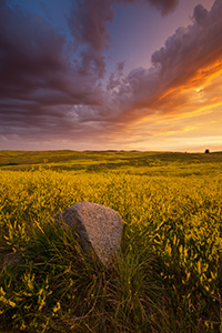 Clouds from a passing storm are illuminated by the brilliant warm hues of the rising sun above a field of wildflowers in Theodore Roosevelt National Park. - North Dakota Landscape Photograph