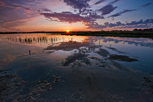 When capturing this photograph on a cool July evening at Jack Sinn WMA in eastern Nebraska, the evening was quiet except for the frogs and insects and the occasional honking of geese overhead. - Nebraska Photograph