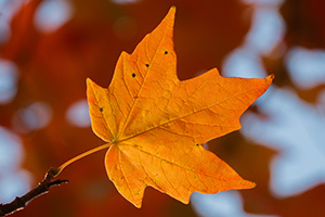 A single red maple leaf glows in the sunlight at Arbor Day Lodge State Park in Nebraska City, Nebraska. - Nebraska Nature Photograph