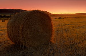 On a cool September evening I found these hay bales in Ft. Robinson State Park, Nebraska. The intense sunset cast an orange light across the field giving everything a warm amber glow. As I stood in the field I could smell the fresh cut hay, reminding me of hay bale rides and fun autumn days. - Nebraska Nature Photograph