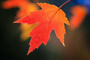 A red maple leaf at Arbor Day Lodge State Park, Nebraska. - Nebraska Nature Photograph