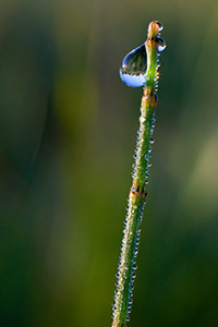 In Boone county, Nebraska, the air was cool and early morning dew clings to a small reed. - Nebraska Photograph