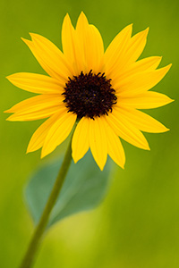 A sunflower grows at the bottom of the canyon in the Painted Canyon in Theodore Roosevelt National Park. - North Dakota Photograph