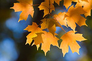 Warm, afternoon sunlight shines through autumn leaves at Arbor Day Lodge State Park in Nebraska City, Nebraska. - Nebraska Nature Photograph