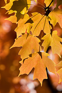 Late afternoon sunlight illuminates autumn maple leaves at Arbor Day Lodge State Park in Nebraska City, Nebraska. - Nebraska Nature Photograph